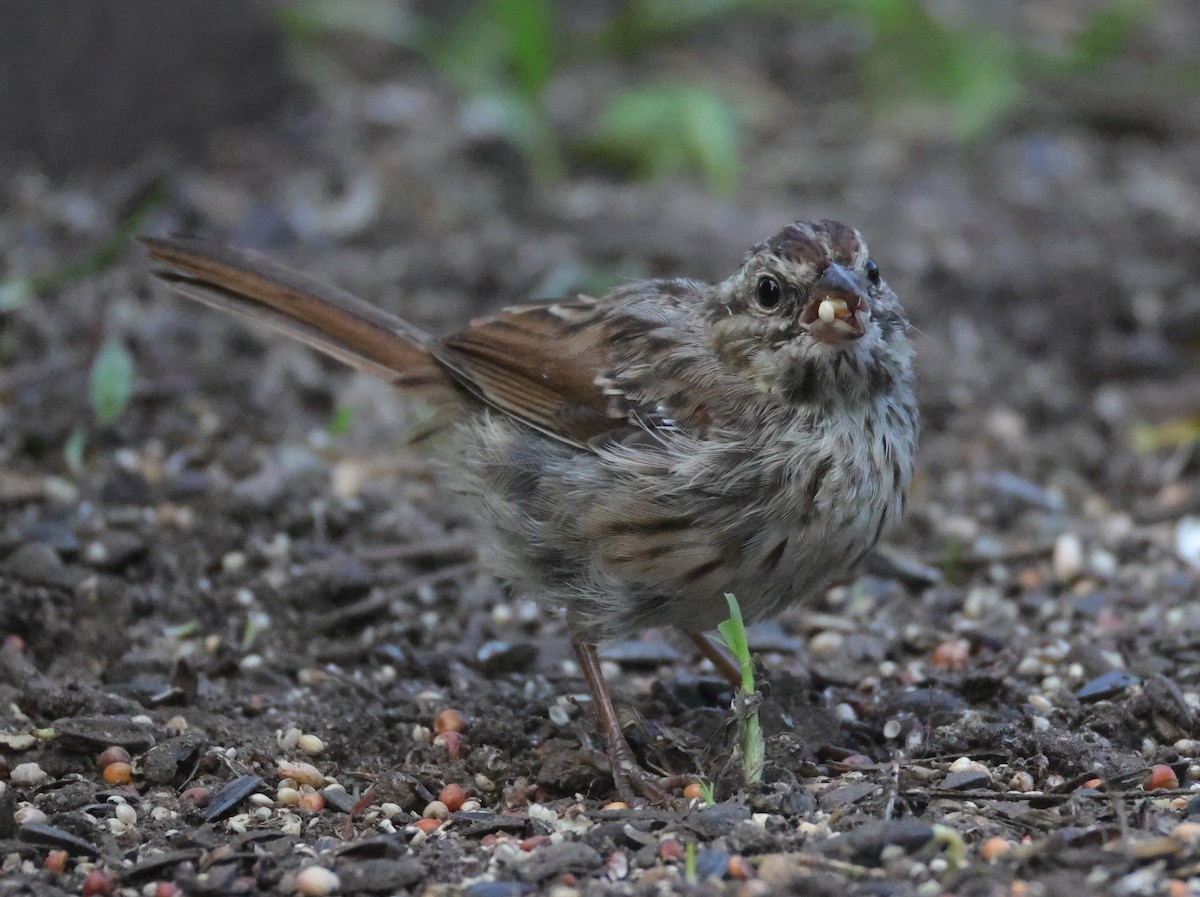 Ötücü Serçe (melodia/atlantica) - ML644597578