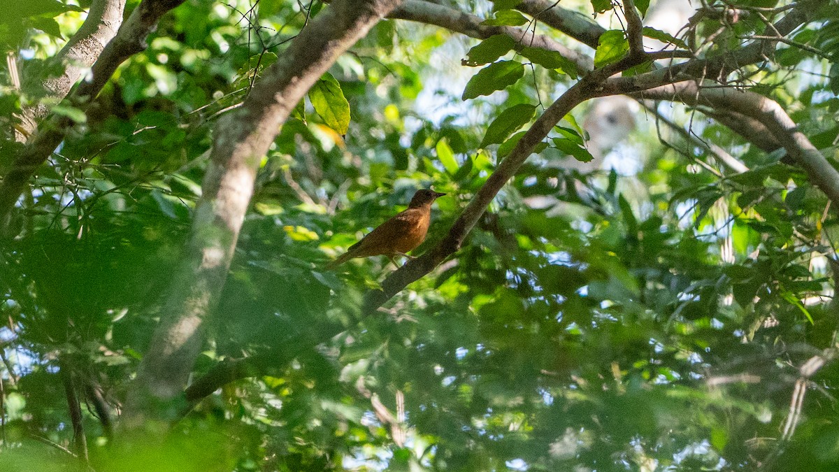Red-tailed Ant-Thrush - ML644597589