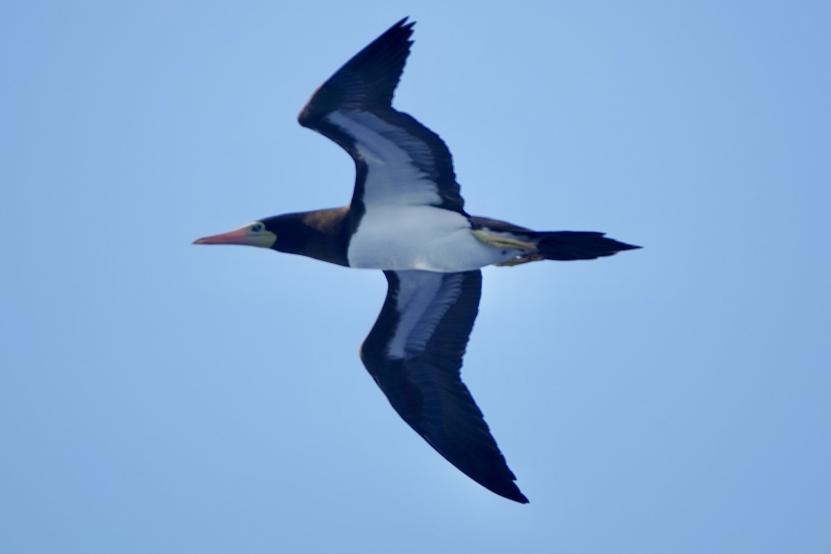 Brown Booby - ML644597598