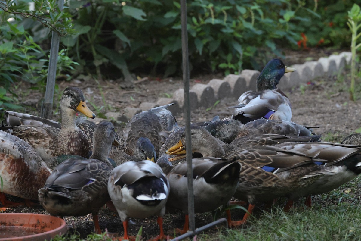 Yeşilbaş - ML644597602