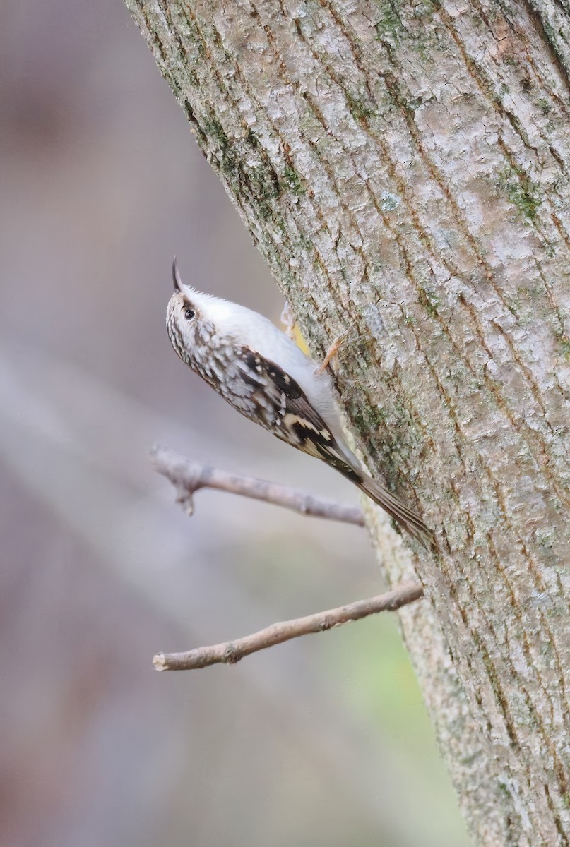 amerikatrekryper - ML644597609