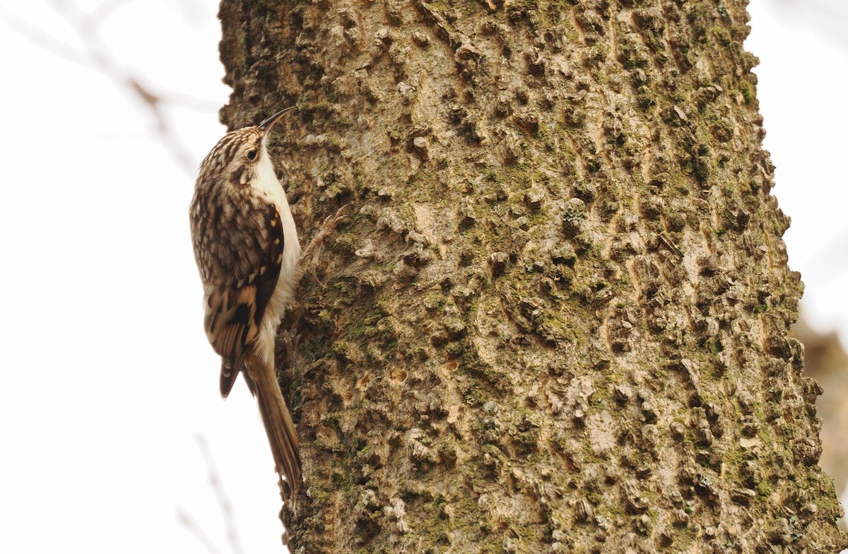 amerikatrekryper - ML644597610