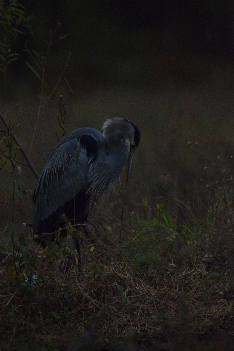 Great Blue Heron - ML644597611