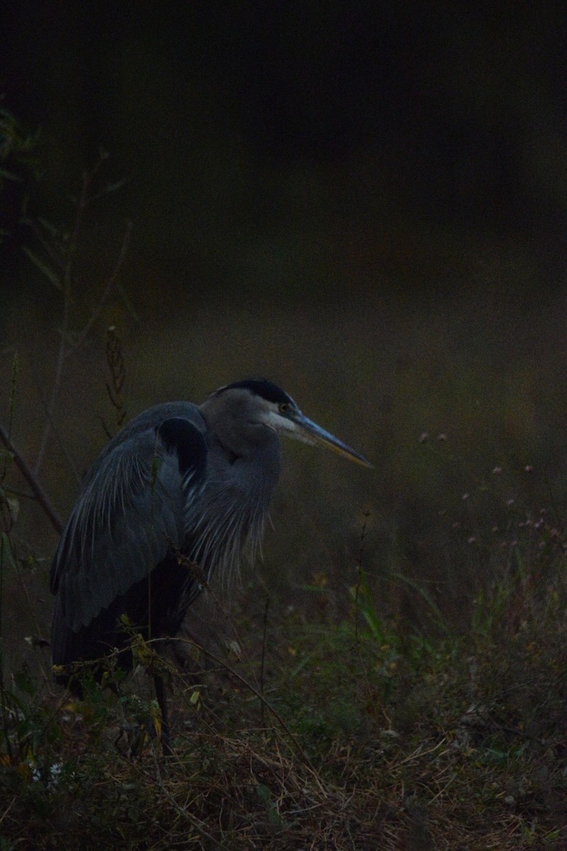 Great Blue Heron - ML644597612