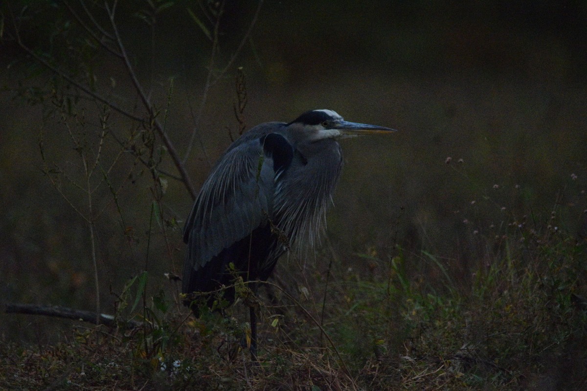 Great Blue Heron - ML644597613