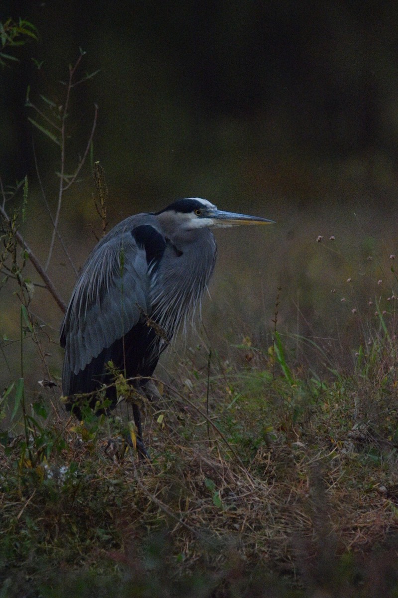 Great Blue Heron - ML644597614