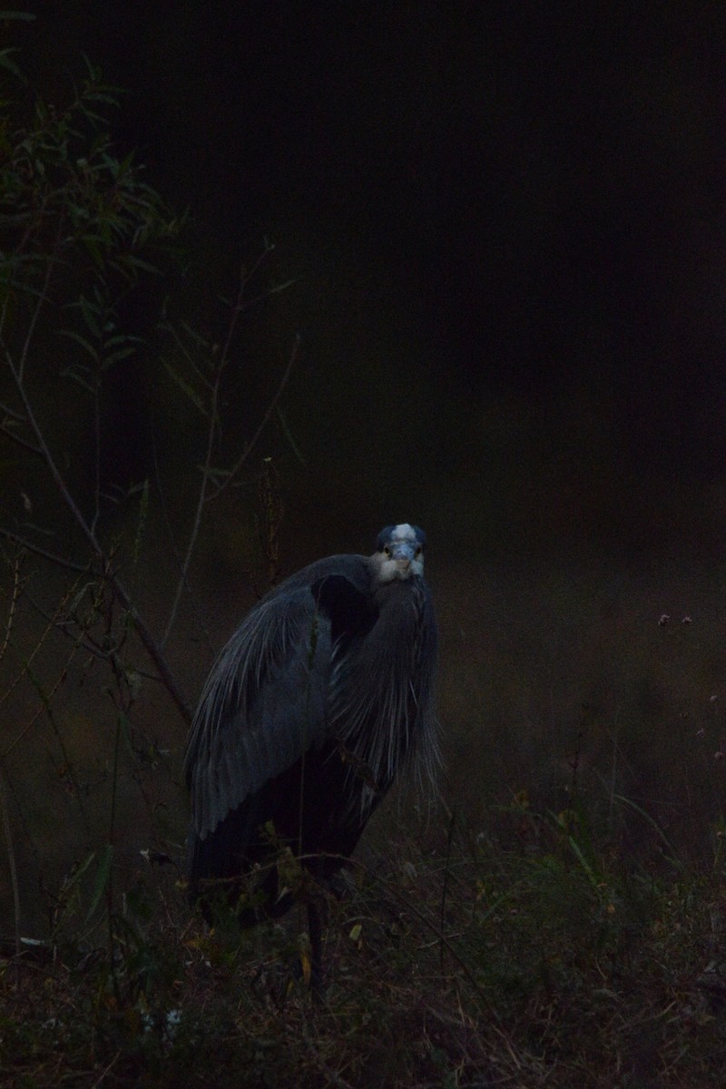 Great Blue Heron - ML644597616