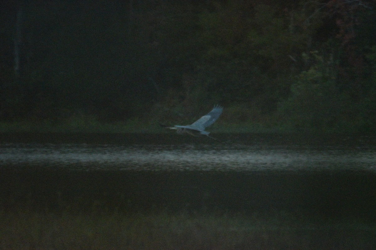 Great Blue Heron - ML644597617