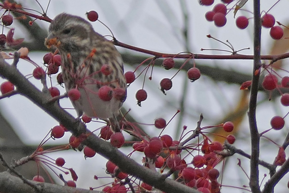 hýl nachový - ML644597626