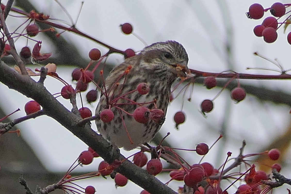 hýl nachový - ML644597627