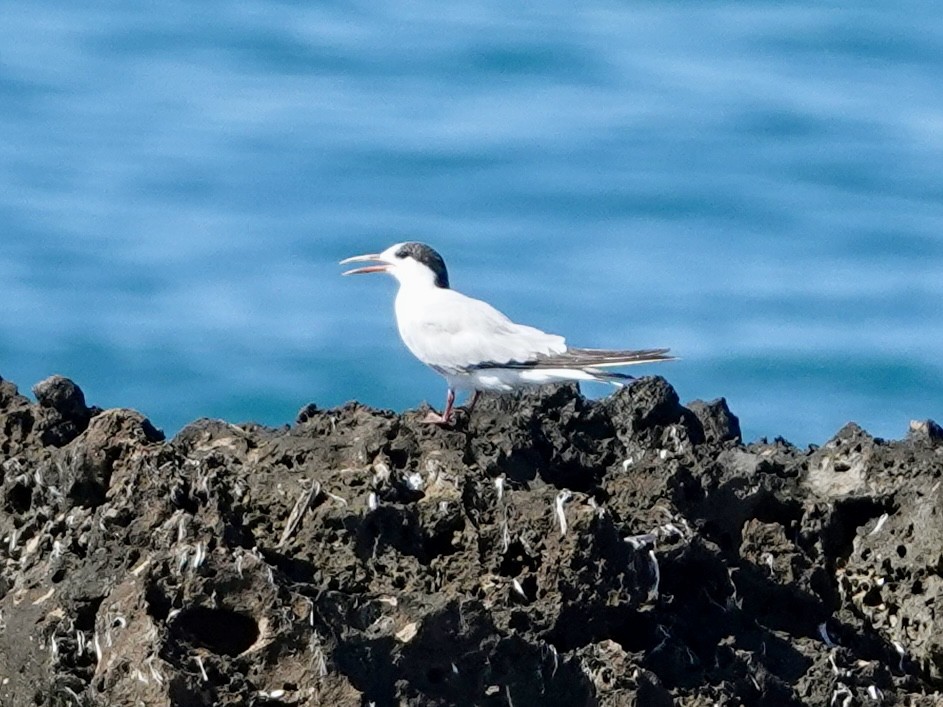 Common Tern - ML644597629