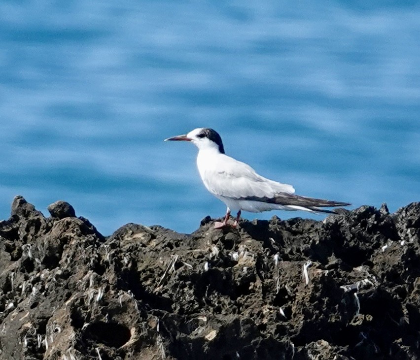 Common Tern - ML644597630