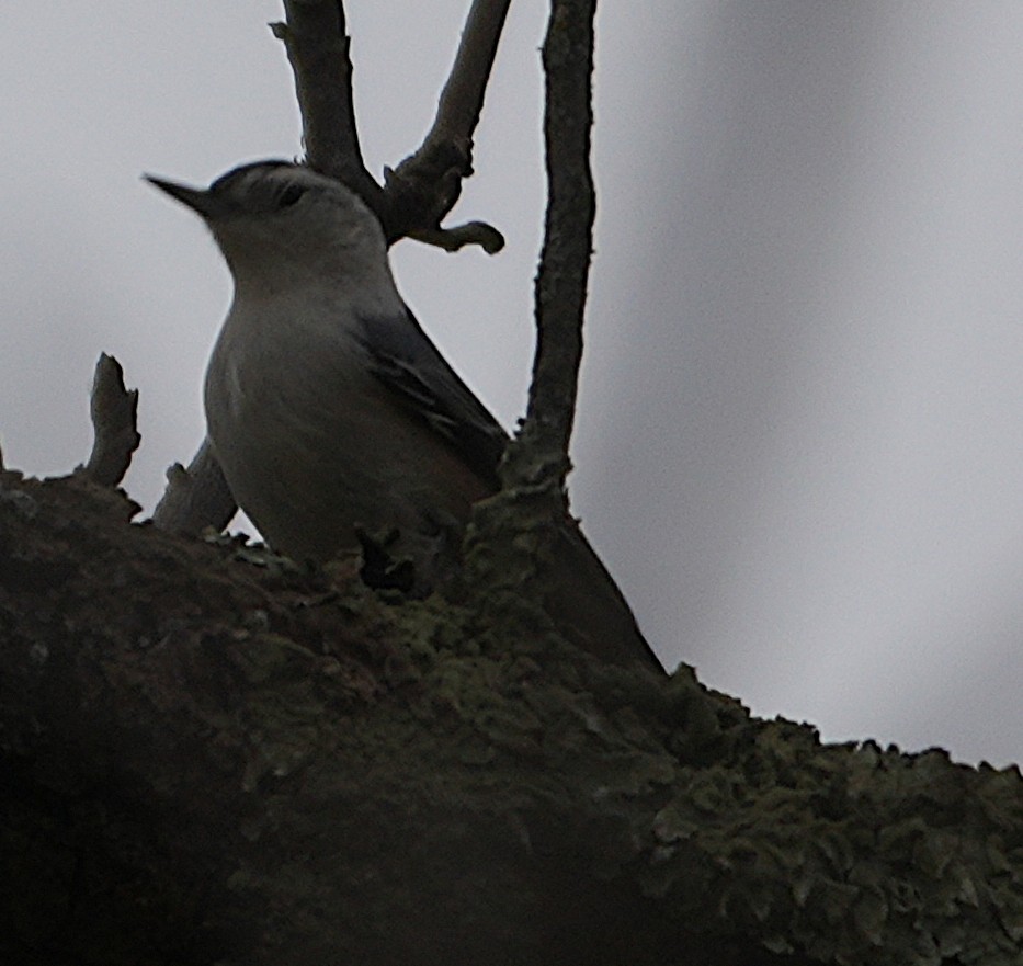 Sittelle à poitrine blanche - ML644597635