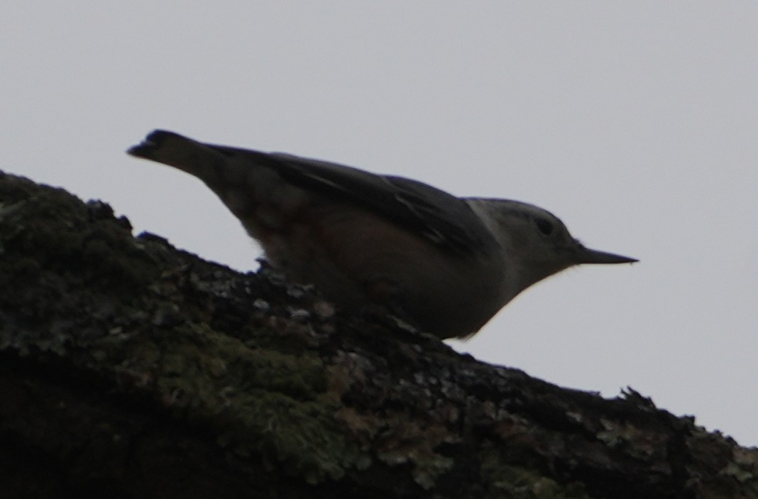 Sittelle à poitrine blanche - ML644597636