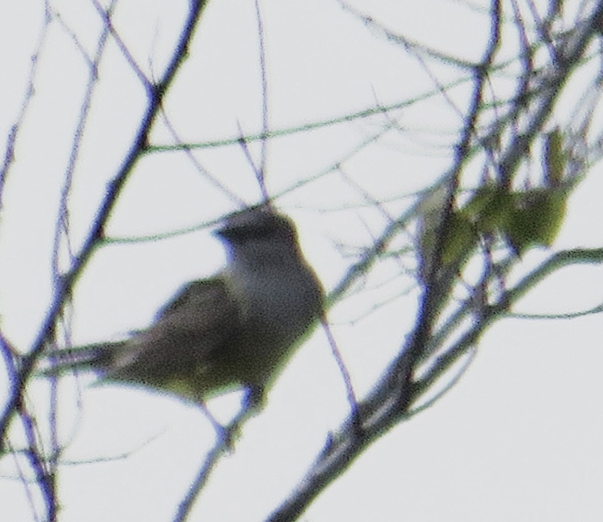 Western Kingbird - ML644597641