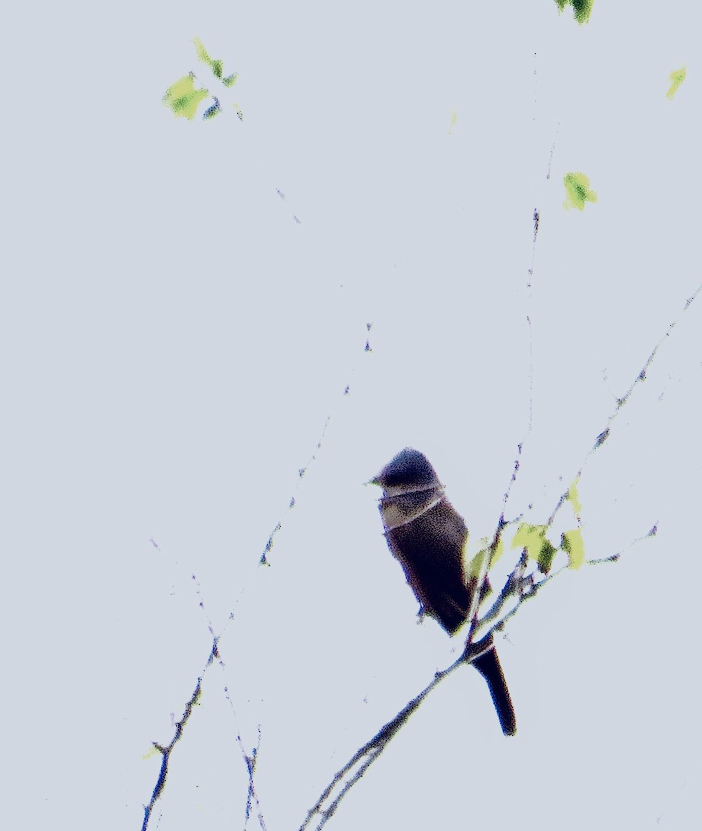 Western Kingbird - ML644597642