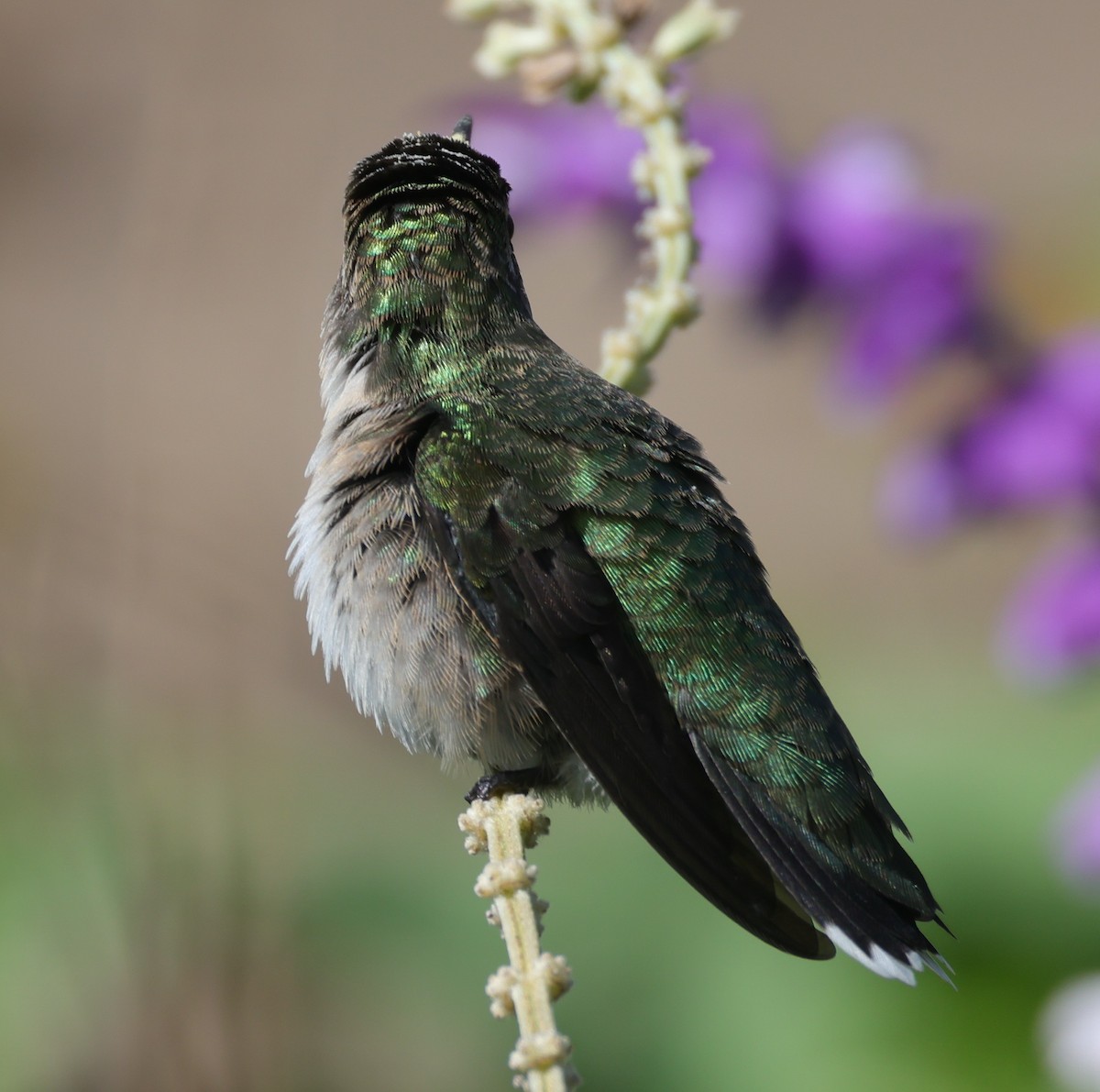 Yakut Boğazlı Kolibri - ML644597653