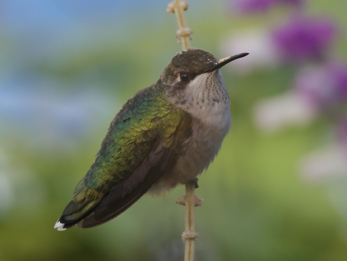 Yakut Boğazlı Kolibri - ML644597654