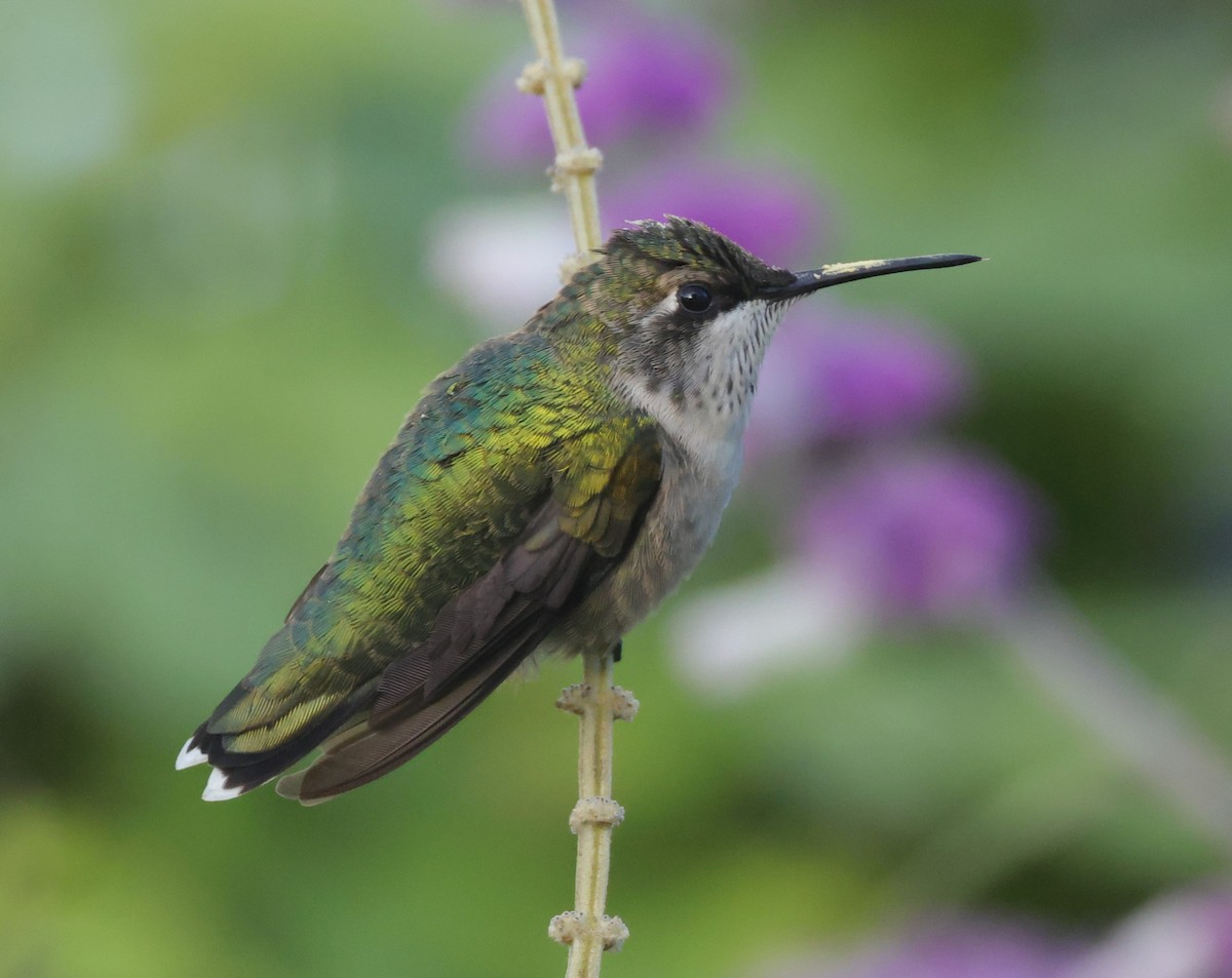 Yakut Boğazlı Kolibri - ML644597655