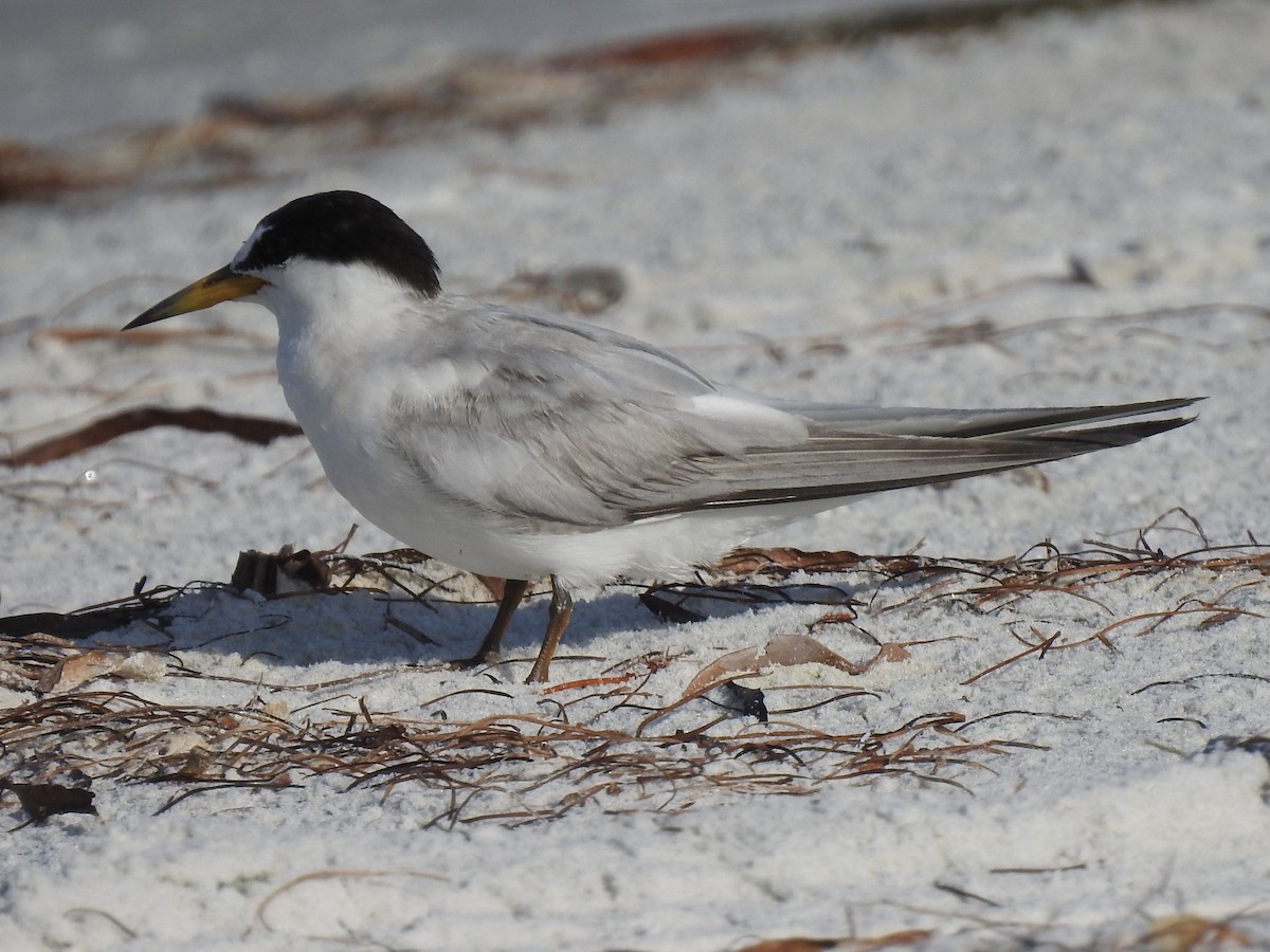 Пестроносая крачка (acuflavidus) - ML644597656