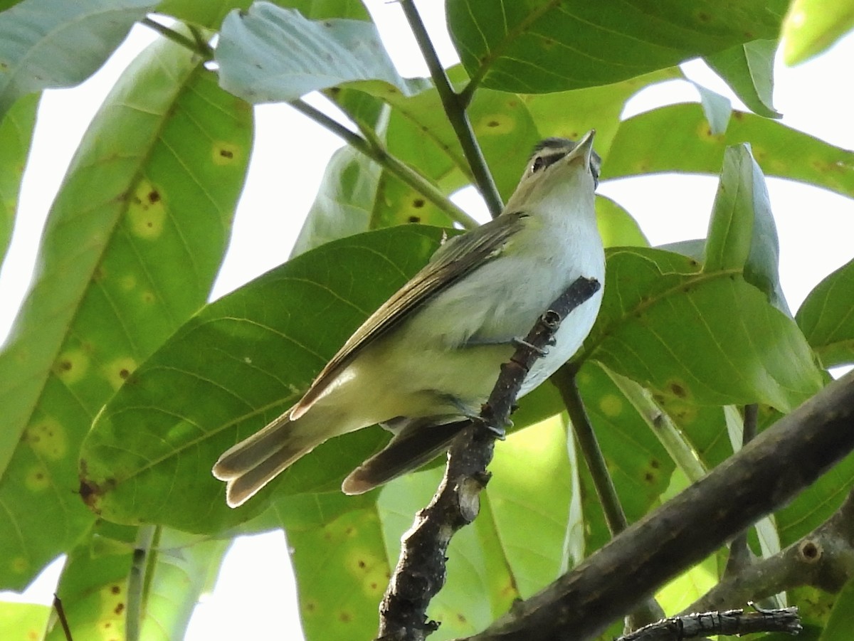 Kızıl Gözlü Vireo - ML644597657