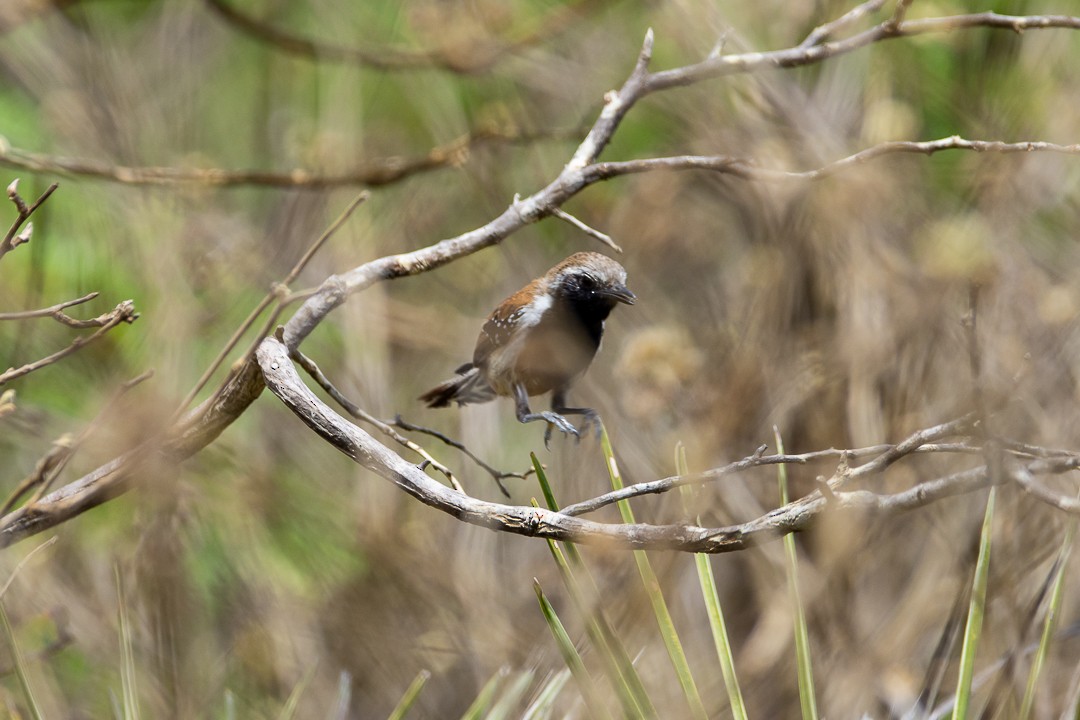 Рестинга руда - ML644597669