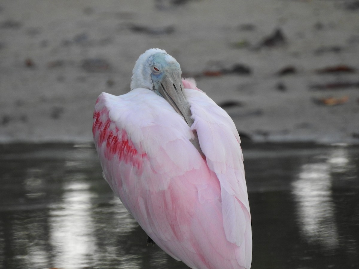 kolpík růžový - ML644597674