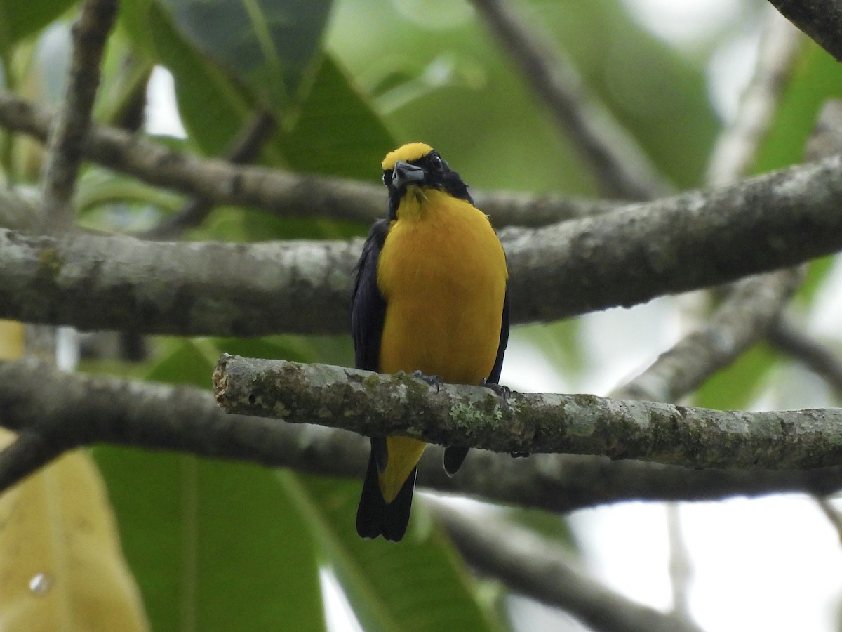 Thick-billed Euphonia - ML644597679