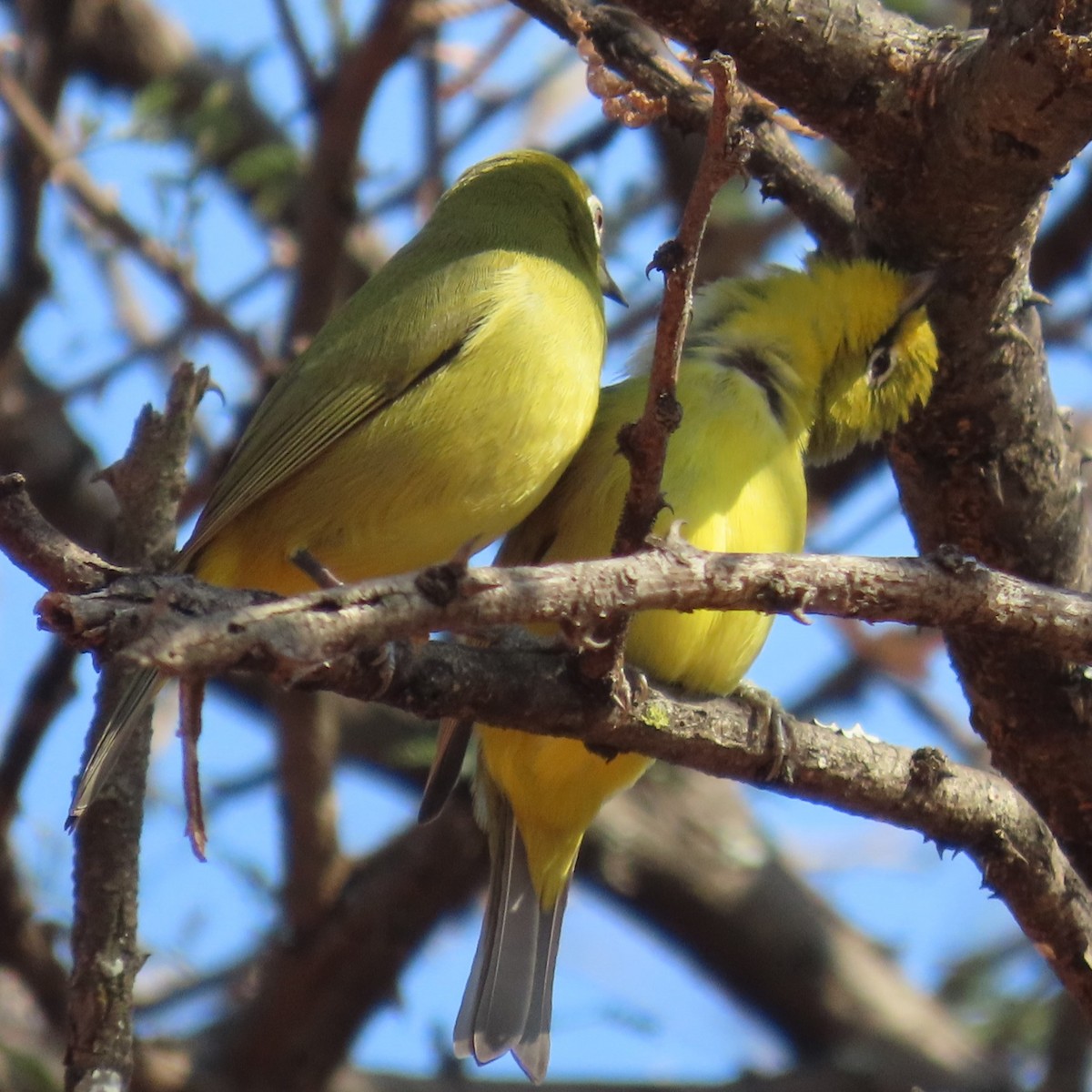 Kap Gözlükçüsü - ML644597681