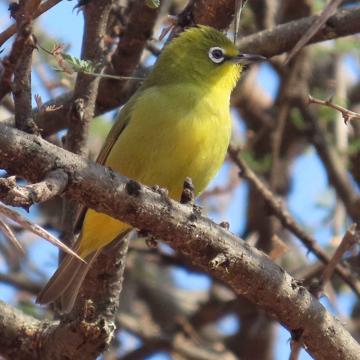 Kap Gözlükçüsü - ML644597682