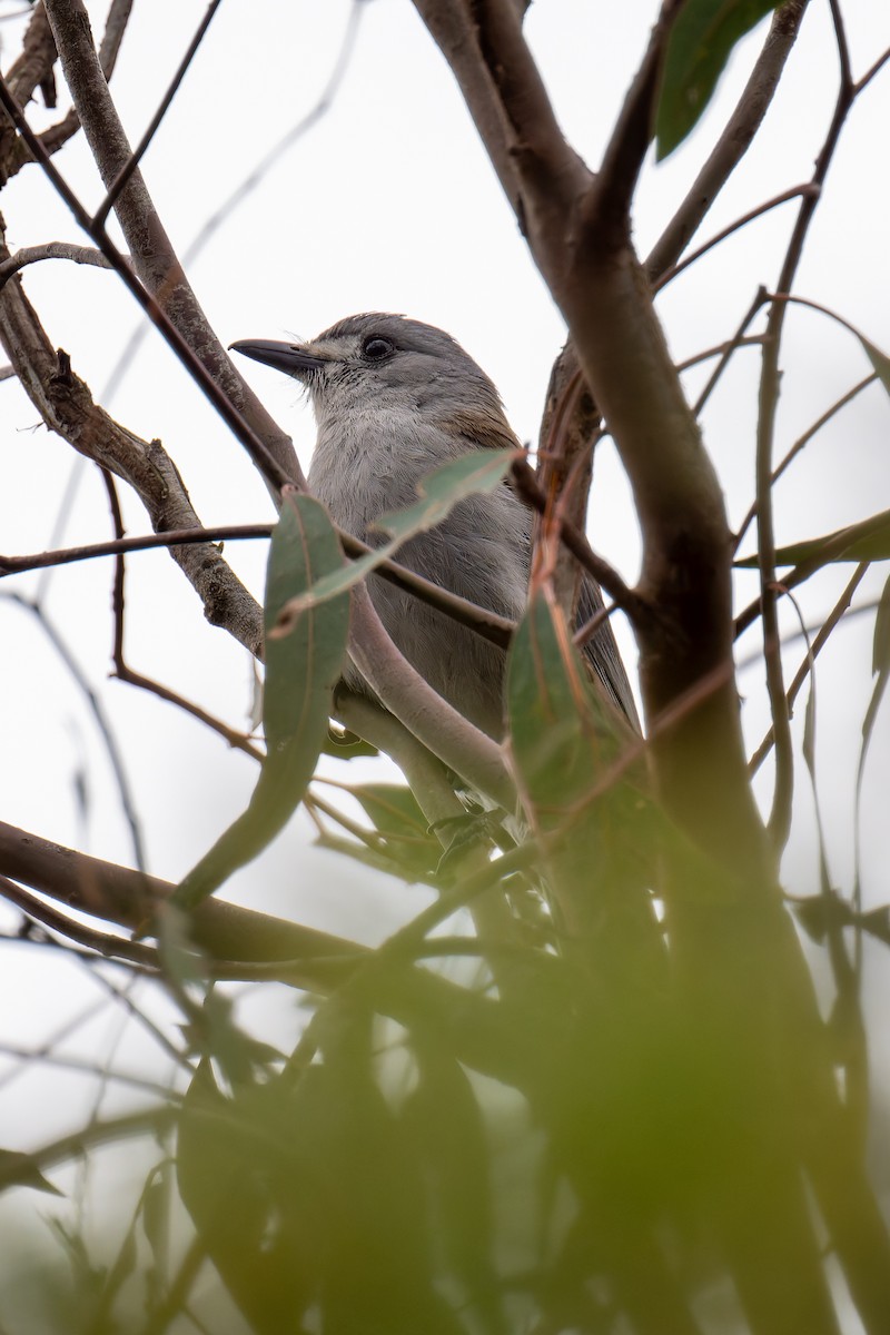 ハイイロモズツグミ - ML644597687