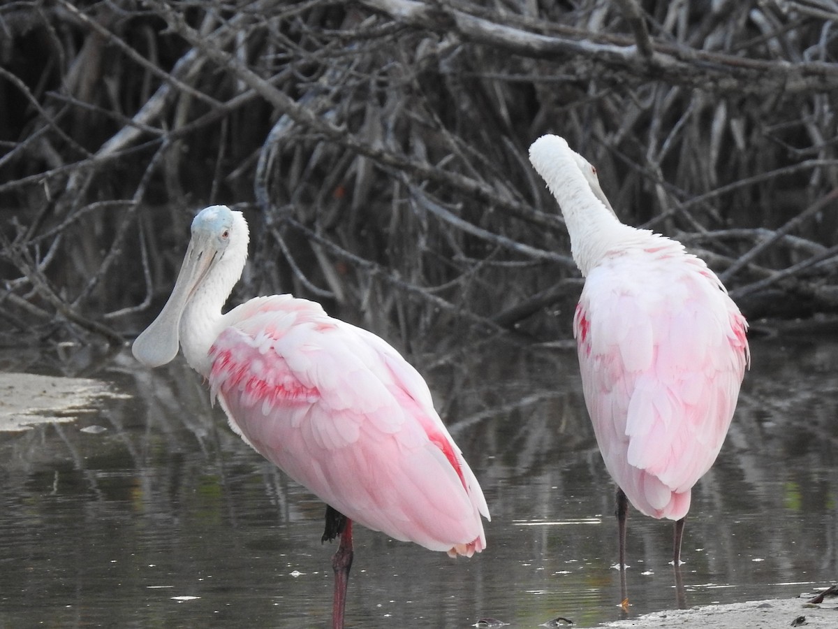 kolpík růžový - ML644597688