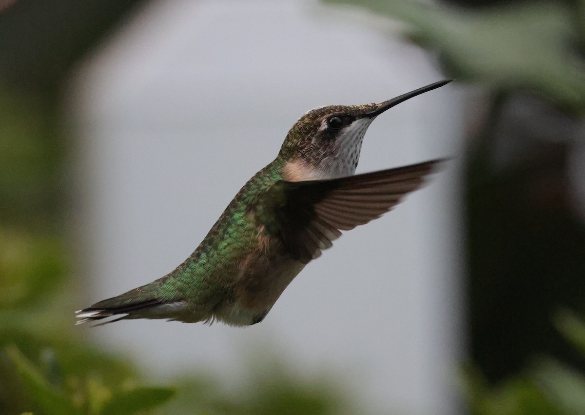 Yakut Boğazlı Kolibri - ML644597699