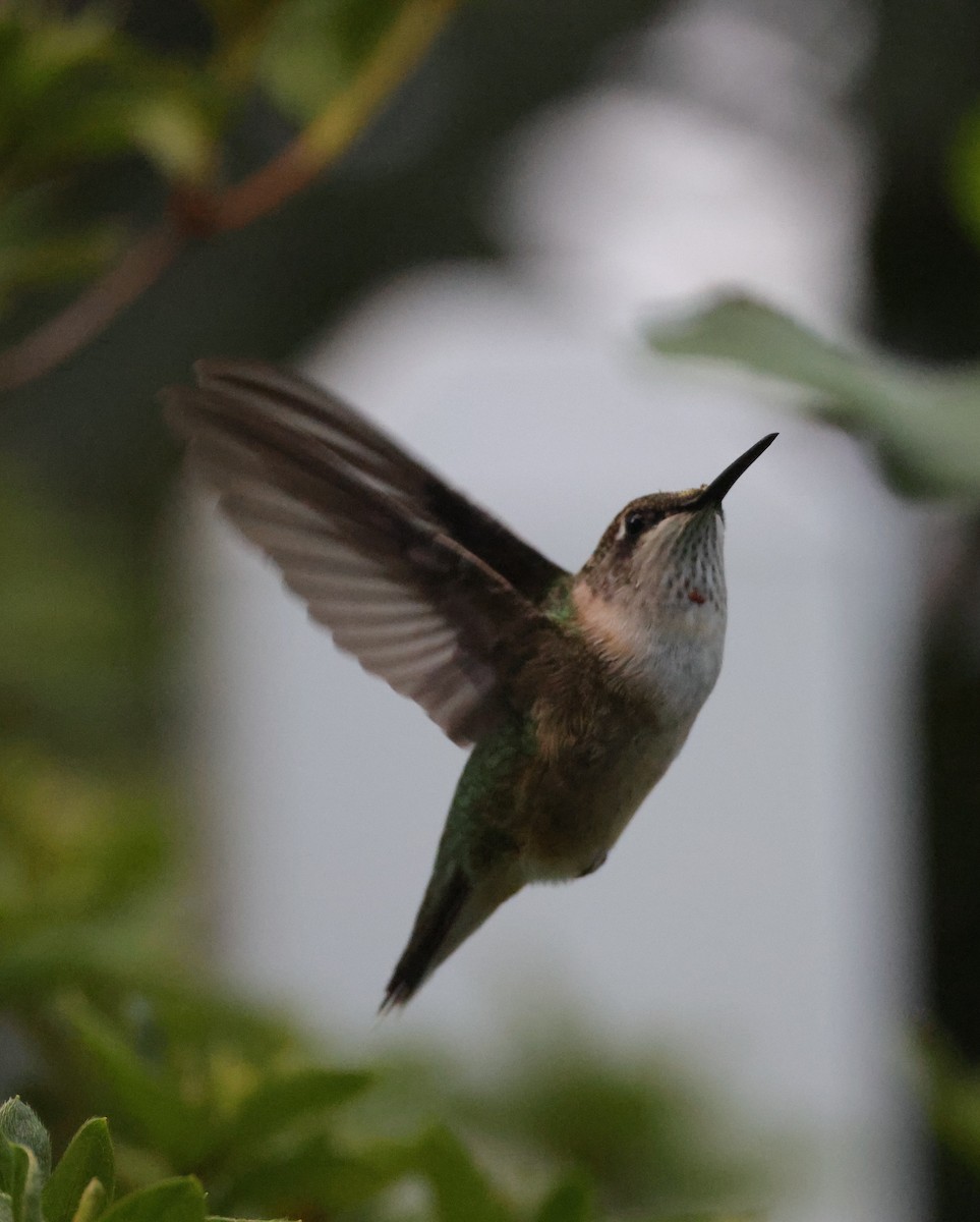 Yakut Boğazlı Kolibri - ML644597700