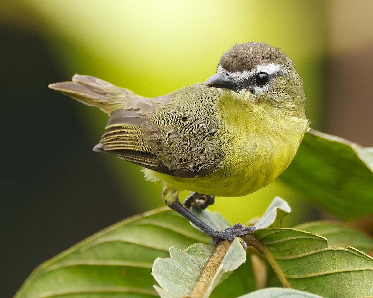 Brown-capped Tyrannulet - ML644597702