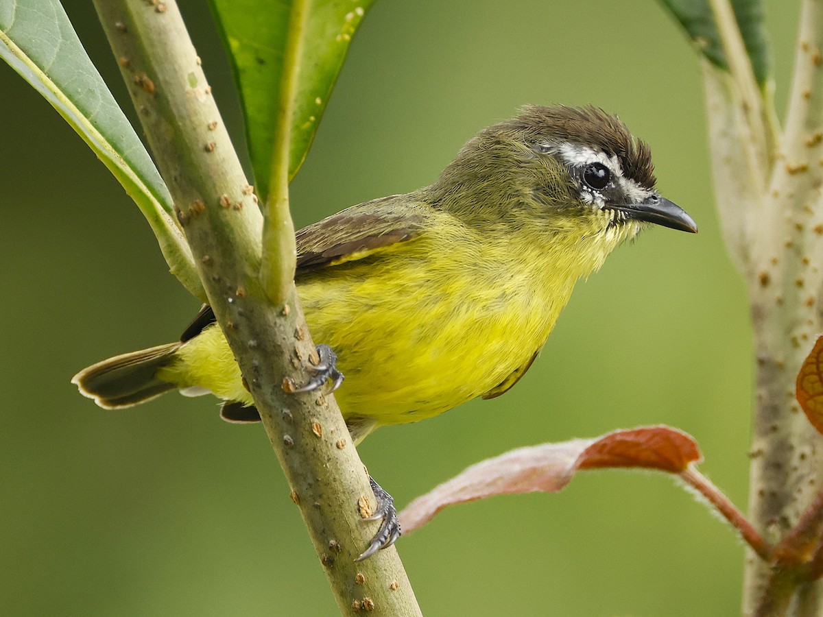 Brown-capped Tyrannulet - ML644597703