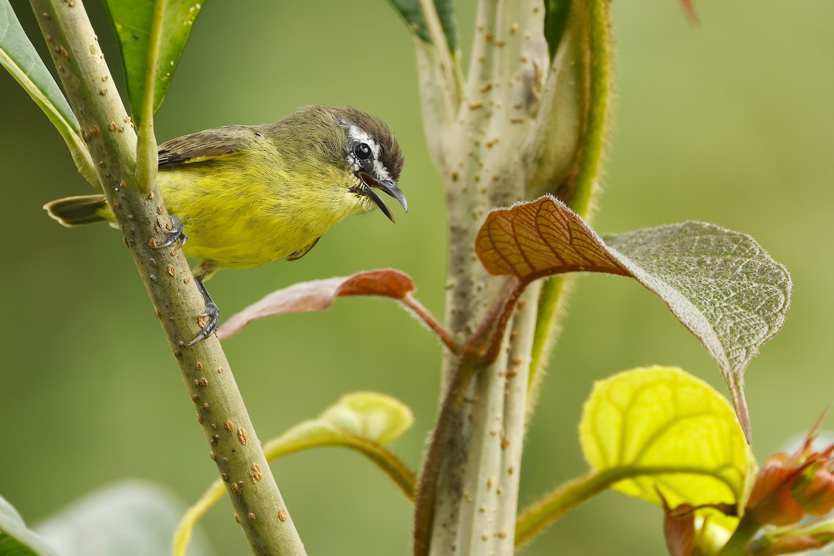 Brown-capped Tyrannulet - ML644597704