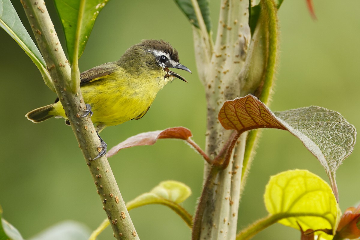 Brown-capped Tyrannulet - ML644597706
