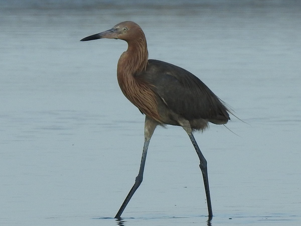 Reddish Egret - ML644597718