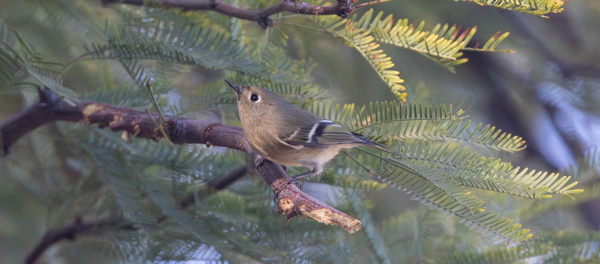 Reyezuelo Rubí - ML644597723