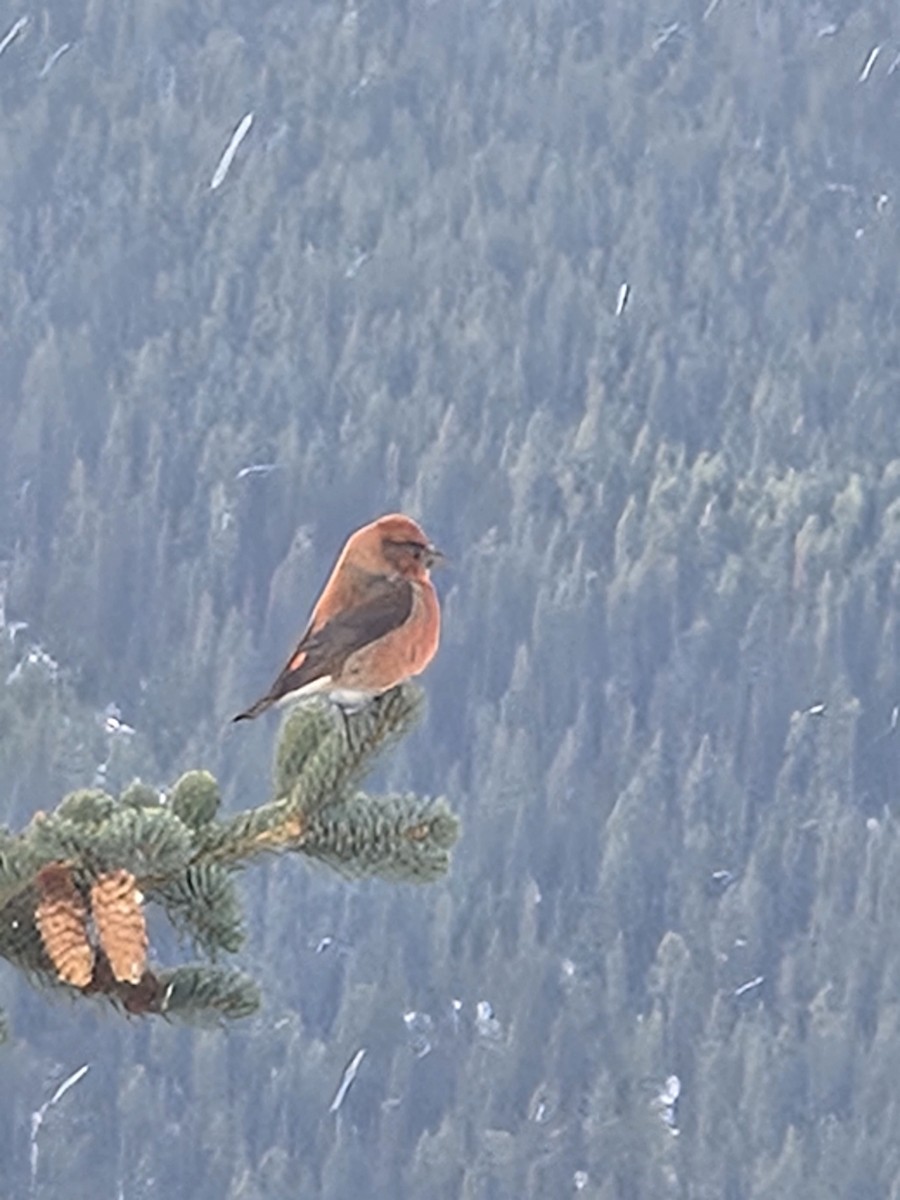 Red Crossbill - ML644597725