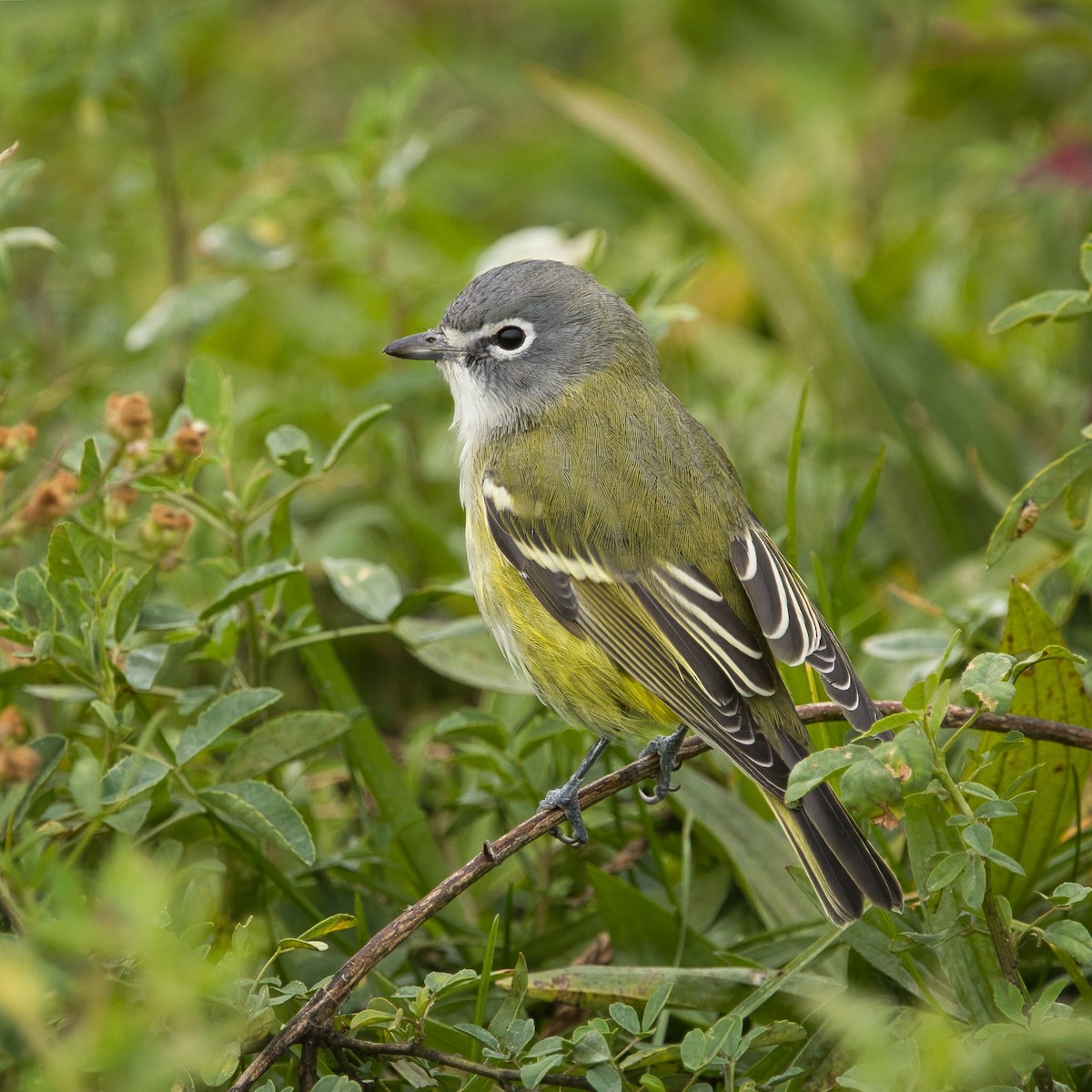 Blue-headed Vireo - ML644597727