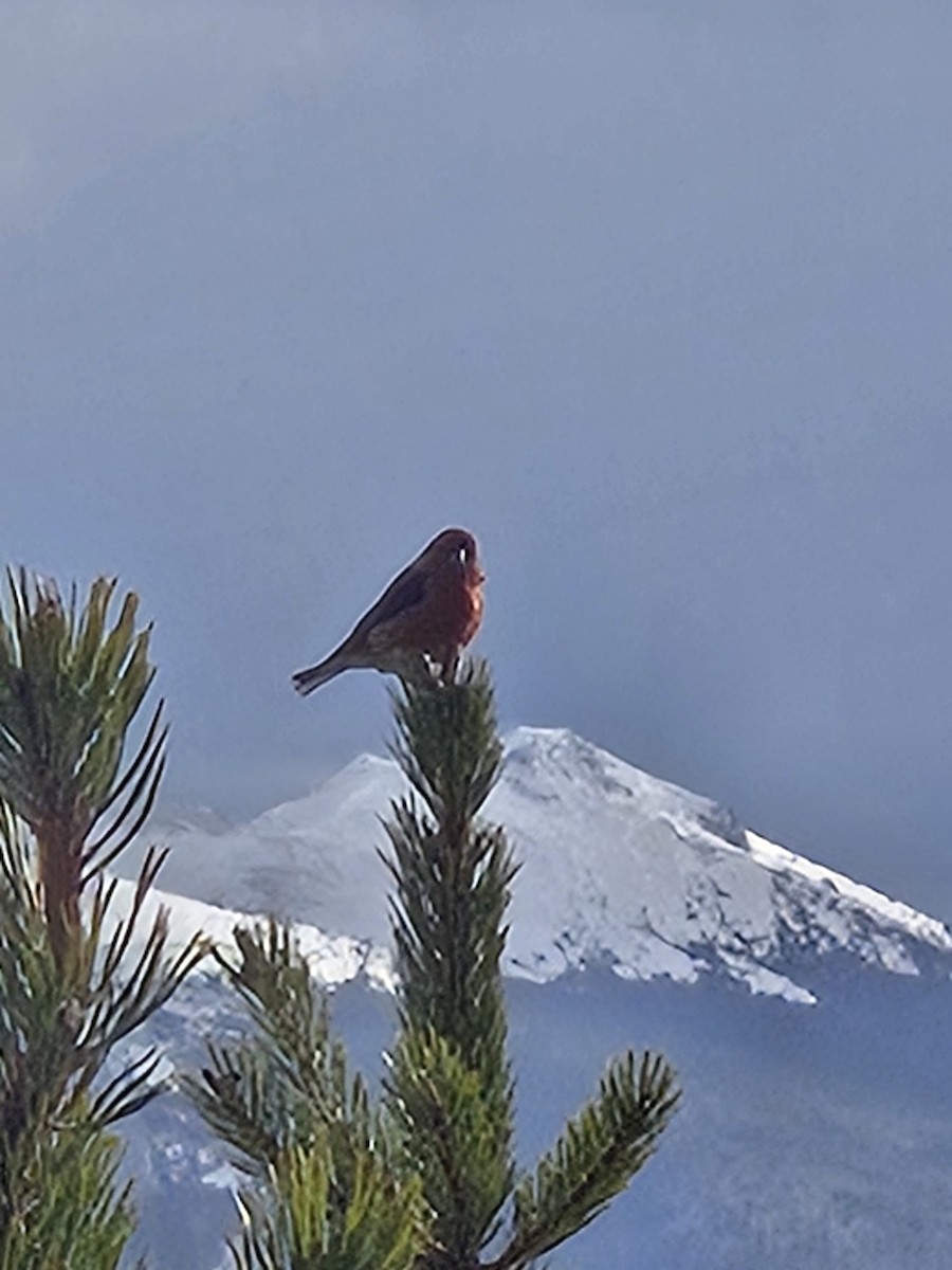 Red Crossbill - ML644597730