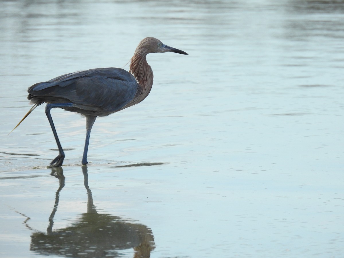 Reddish Egret - ML644597731