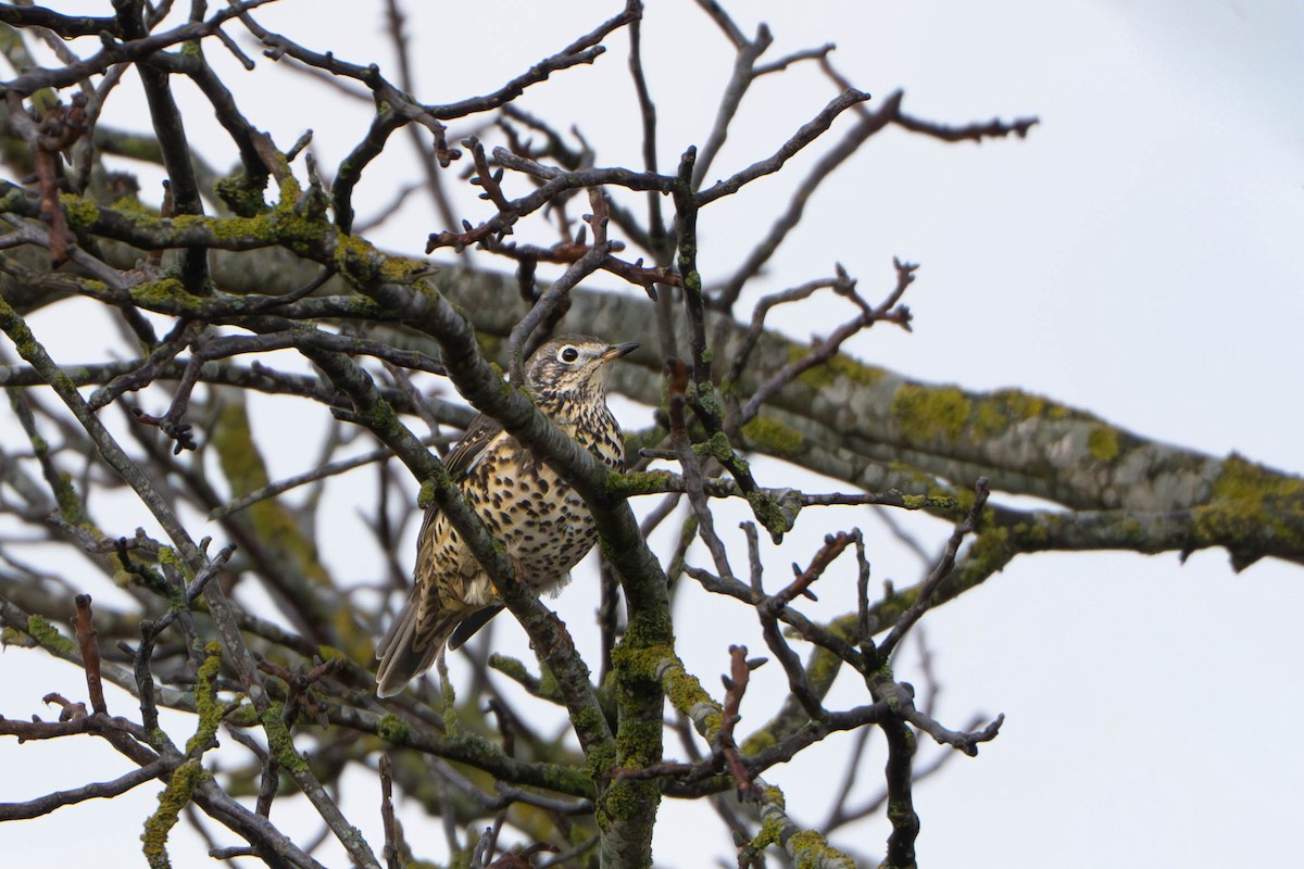 ヤドリギツグミ - ML644597733