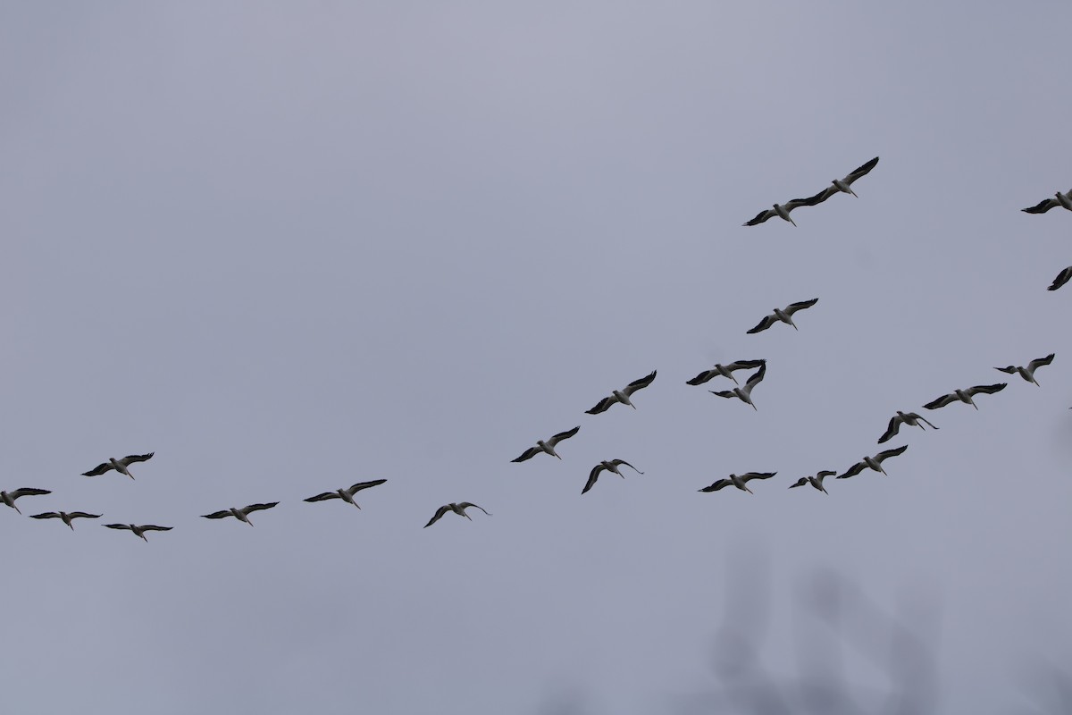 Pelikano zuri amerikarra - ML644597744