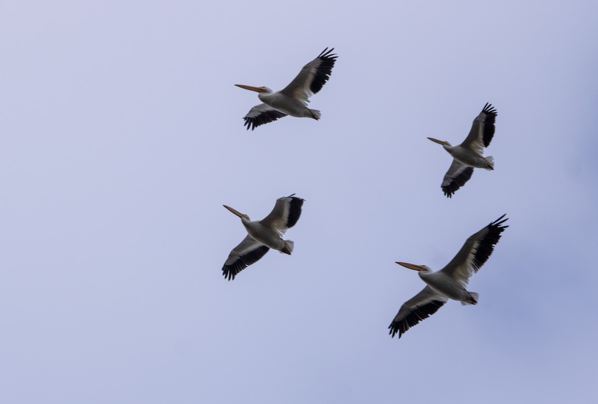 Pelikano zuri amerikarra - ML644597747