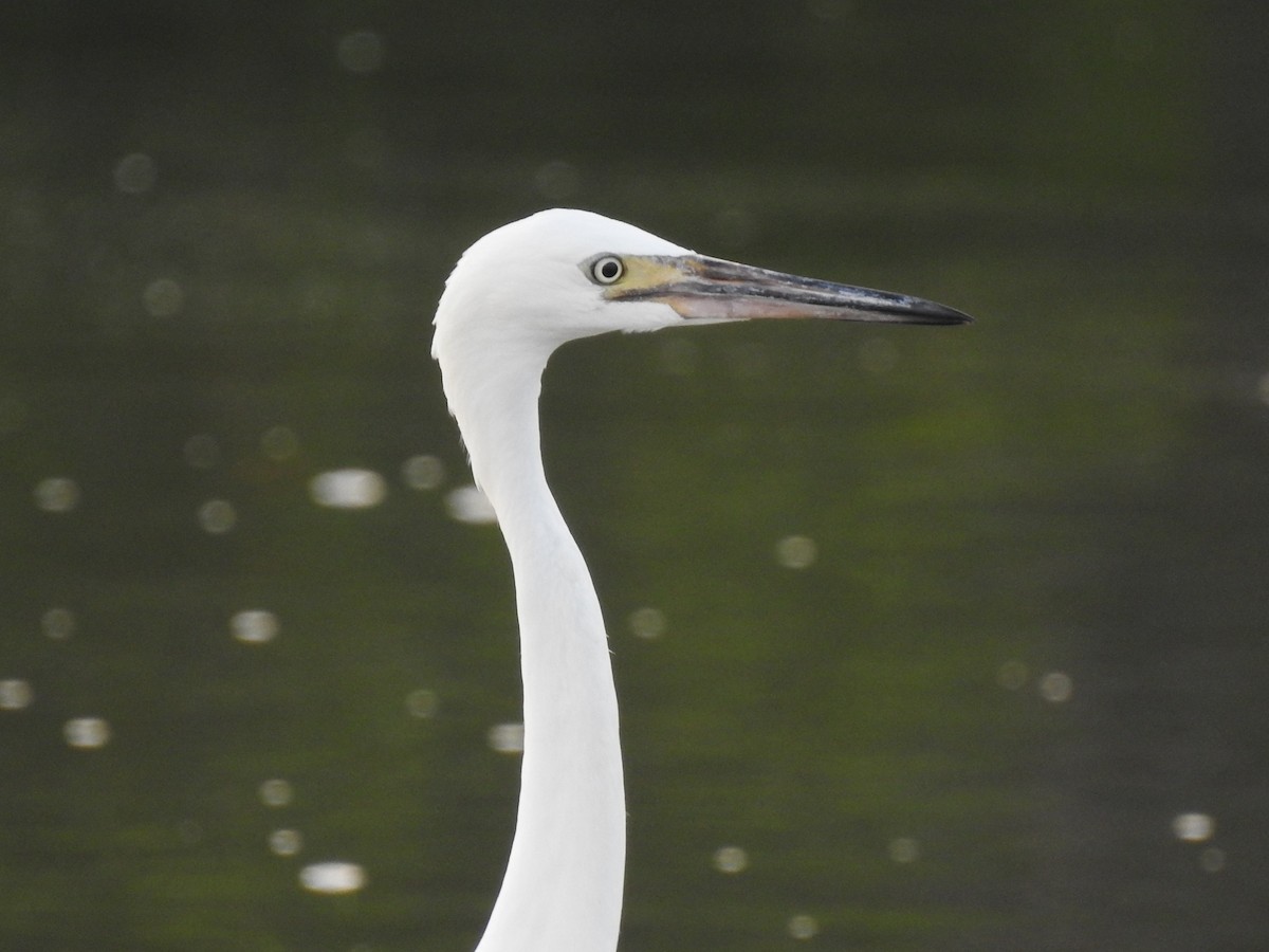 Reddish Egret - ML644597748