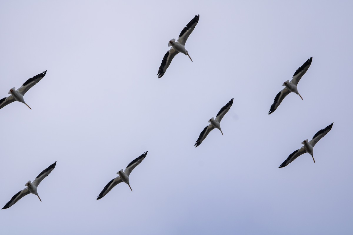 Pelikano zuri amerikarra - ML644597749