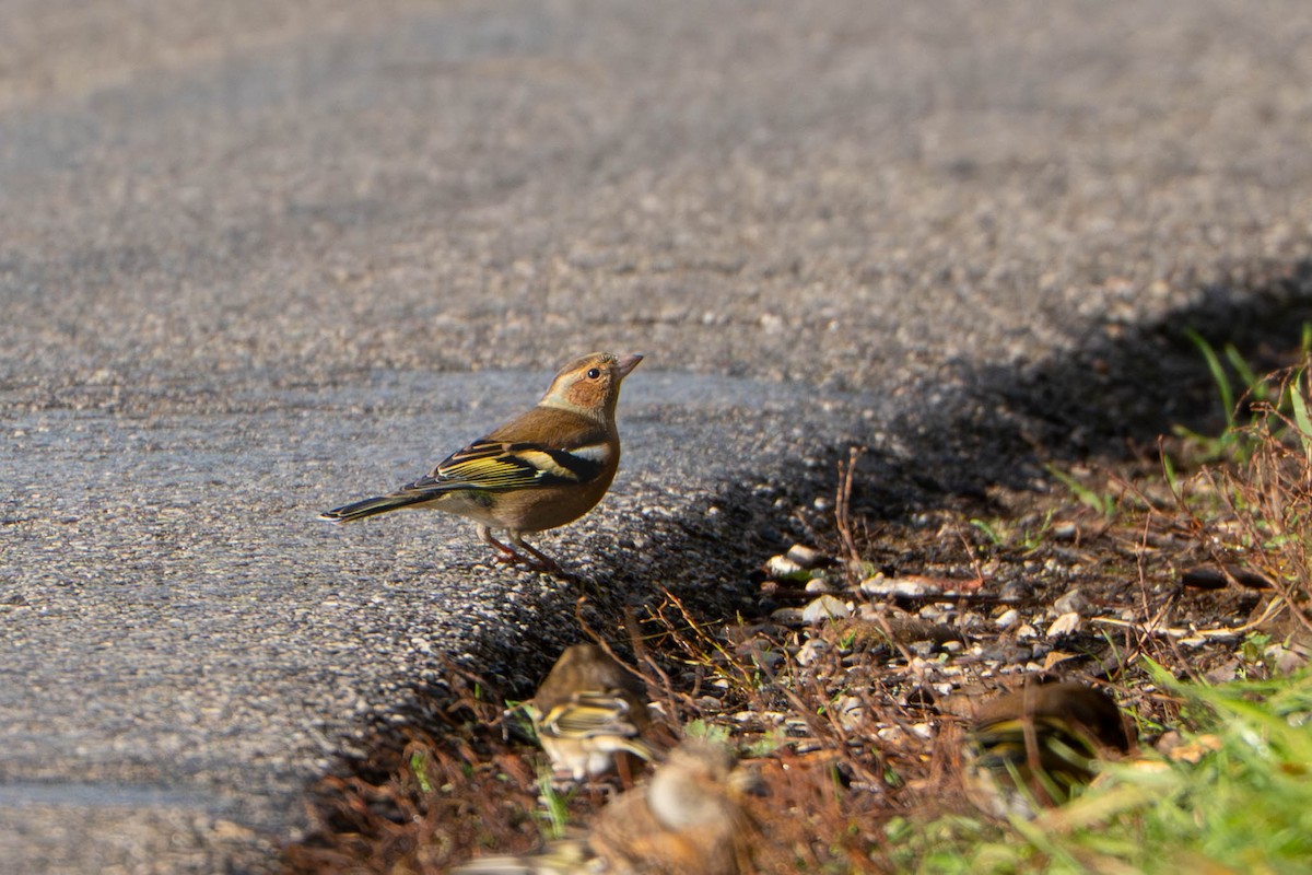 Зяблик - ML644597753